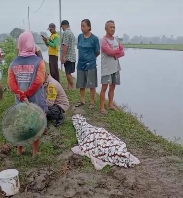 Kesetrum Jebakan Tikus Beraliran Listrik, Petani Madiun Tewas di Sawah â