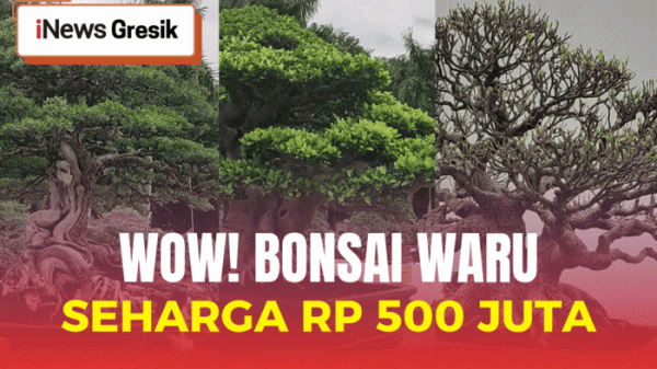 Pameran Bonsai Kelas Bintang Guncang Gresik, Tanaman Waru Ini Tembus Rp500 Juta