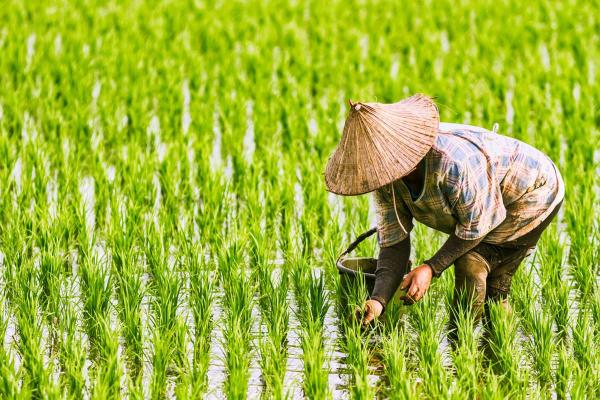 Dorong Ketahanan Pangan, DKP3 Kota Banjar Salurkan Bantuan Benih dan Peralatan ke Kelompok Tani