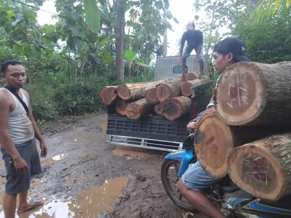 Petugas Perhutani Temukan Tumpukan Kayu Jati Misterius, Diduga Hasil Pembalakan Liar di Banyuwangi