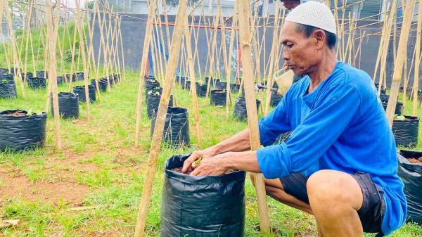 WBP Lapas Banjar Semaikan Harapan Lewat Pertanian Melon dalam Polybag