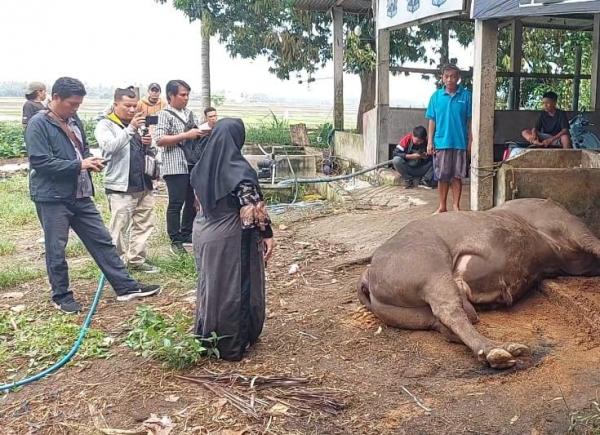 Turbo Oh Turbo Sapi Kurban Milik Presiden Prabowo Subianto Mati Sebelum Waktunya