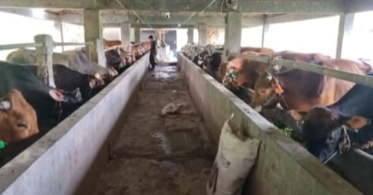 Hewan Kurban Sehat dan Terjangkau? Villa Ternak Jawab Kebutuhan Masyarakat Cilegon