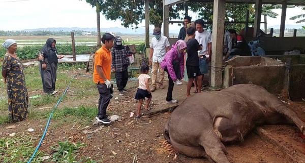 Sapi Kurban Milik Prabowo Subianto Menggelapar Mati Mendadak,  Diduga Keracunan