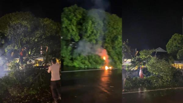 Diterjang Hujan dan Angin Kencang, Pohon Besar di Mangkubumi Tasikmalaya Roboh ke Jalan
