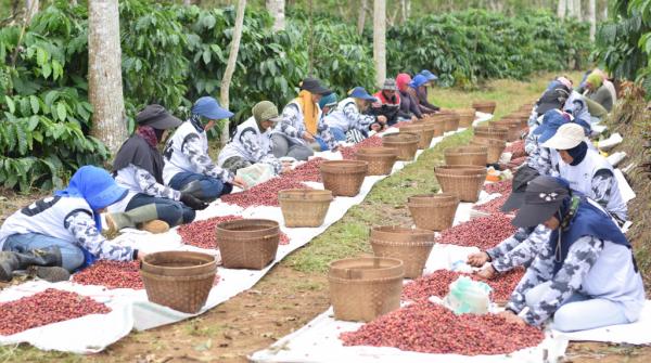 PTPN I Komitmen Bangun Ijen Lewat Sinergi Masyarakat