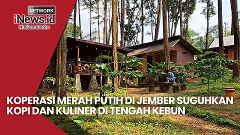 Koperasi Merah Putih di Jember Suguhkan Kopi dan Kuliner di Tengah Kebun