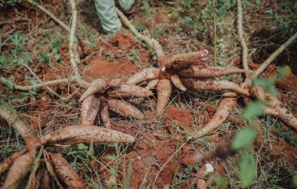Empat Komoditas Palawijaya di Lebak Panen, Capai 2.887 Ton!