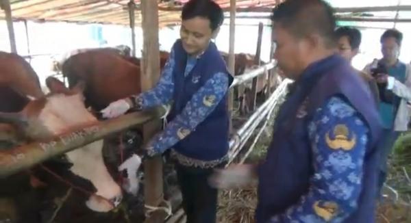 Jelang Idul Adha, DKPP Cilegon Pastikan Hewan Kurban Bebas Penyakit