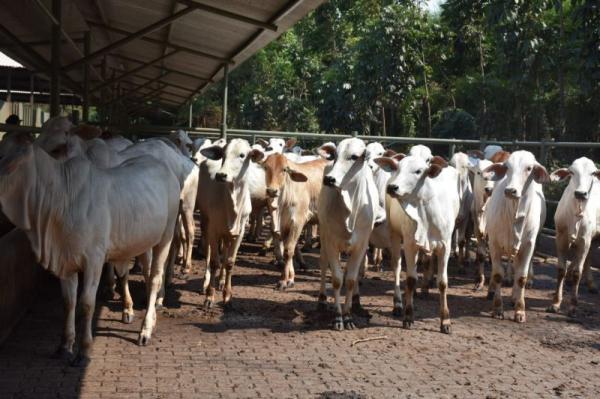 Kebutuhan Hewan Kurban di Lebak Capai 6.560 Ekor