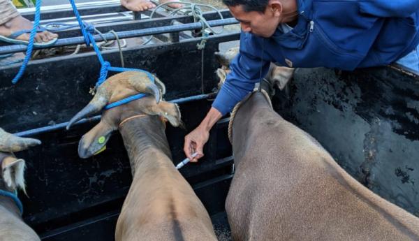Ribuan Sapi Kurban Diperiksa DPKH Sinjai, 986 Ekor Dikirim ke Kalimantan Jelang Idul Adha