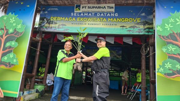 Suparma Tanam Ribuan Bibit Mangrove di Wonorejo