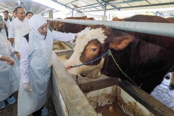 Jelang Idul Adha 2025, Jatim Surplus Hewan Kurban: Gubernur Khofifah Pastikan Aman dan Sehat