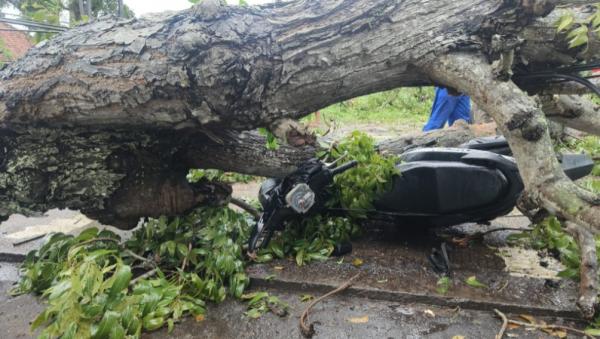 Pengendara Motor di Pasuruan Tertimpa Pohon Tumbang, Korban Selamat