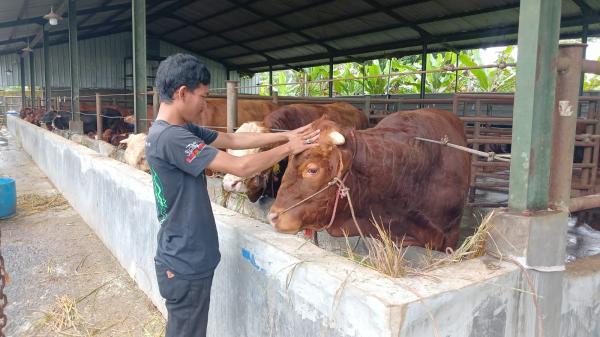 Idul Adha 1446 H, Penjual Sapi Kurban di Kawalu Tasikmalaya Alami Penurunan Pesanan hingga 30 Persen