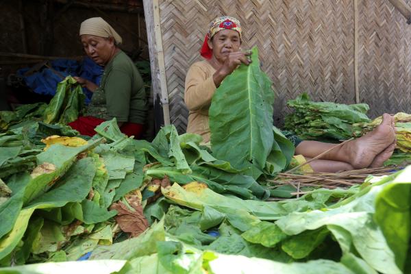 Buruh Tembakau Perempuan