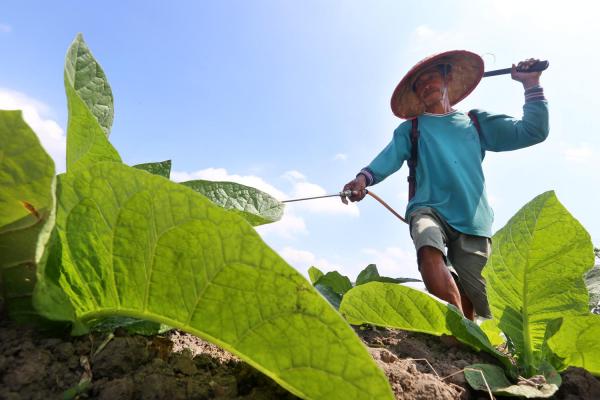 Petani Tembakau Jember