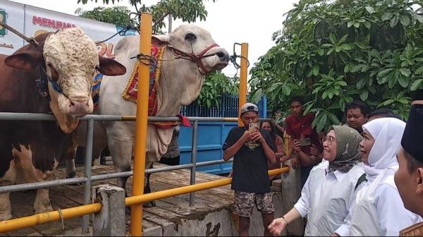 Jelang Iduladha, Khofifah Pastikan Sapi Kurban Prabowo dan Hewan Ternak Mojokerto Bebas PMK