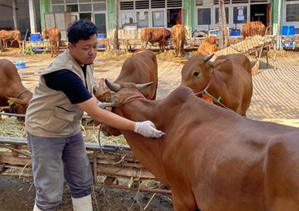 Jelang Idul Adha 1446 H, RPH Surabaya Siapkan 100 Ekor Sapi Lokal Sehat dan Layanan Jasa Potong