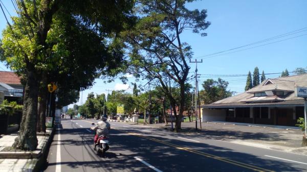 188 Pohon di Sepanjang Jalan Nasional Ciamis Rawan Tumbang, Termasuk Asem Tua Warisan Belanda