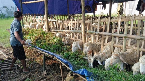Manjakan Pengkurban, Pedagang Kambing di Lamongan Tawarkan Perawatan Gratis dan Antar Tanpa Biaya