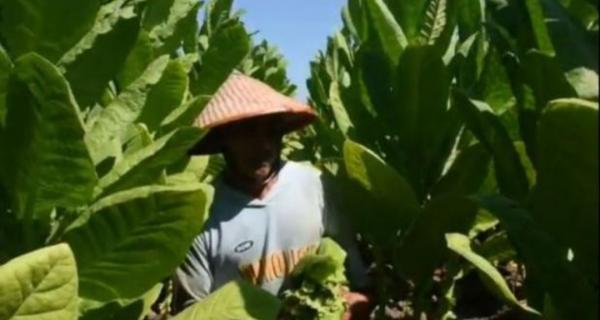 Industri Tembakau dan Denyut Nadi Ekonomi Rakyat