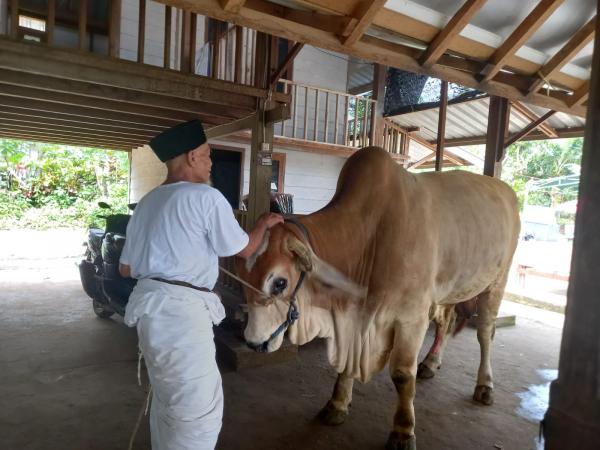 Presiden Prabowo Salurkan Sapi Kurban Berat Hampir 1 Ton ke Lombok Utara, Beli dari Peternak Lokal