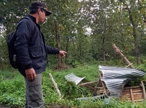 Pencurian Kayu Jati Gagal, Pelaku Rusak Pos Perhutani di Hutan Banyuwangi Selatan