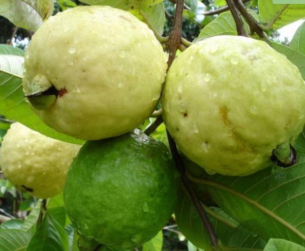 Ini 9 Buah yang Baik bagi Tubuh dengan Kadar Rendah Gula dan Kalori