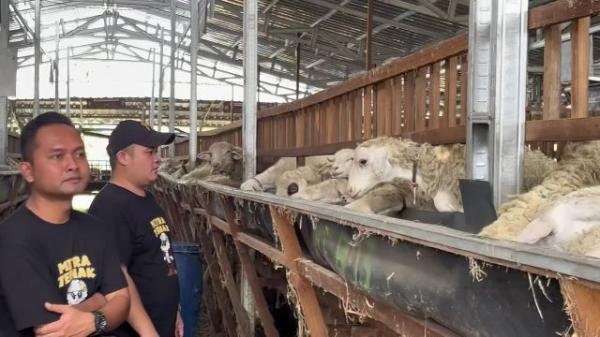 Peternak Domba Sistem Breeding di Tuban, Banjir Pesanan Menjelang Idul Adha
