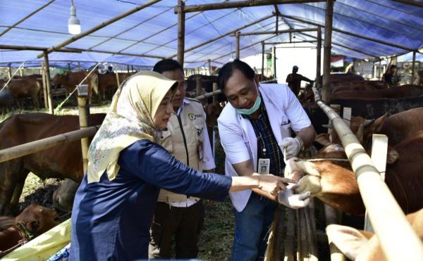 Hati-Hati, Sapi Belum Cukup Umur Ditemukan untuk Kurban, Begini Respon Pemkot Surabaya