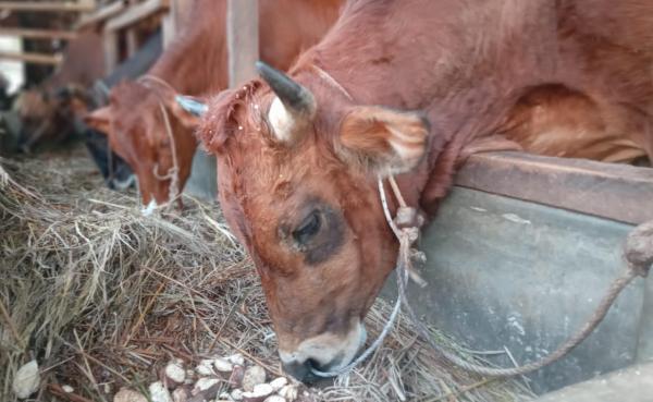 Jelang Idul Adha 1446 H, Pasar Sapi Kurban di Kota Banjar Lesu, Pedagang Keluhkan Sepinya Pembeli Jelang Idul Adha 1446 H, Pasar Sapi Kurban di Kota Banjar Lesu, Pedagang Keluhkan Sepinya Pembeli
