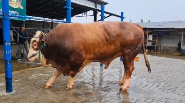 Ini Dia Sapi Kurban Berbobot 1 Ton Lebih Pilihan Presiden Prabowo bagi Warga Bojong Koneng Bogor
