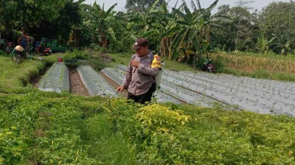 Polsek Ngronggot Pantau Pemanfaatan Pekarangan Warga untuk Tanam Cabai