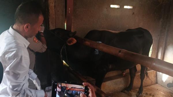 Cegah Penyakit Hewan, Disnakkan Ciamis Intensifkan Pemeriksaan Menjelang Idul Adha 1446 H