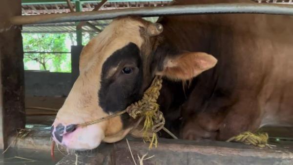 Si Moto Semar, Sapi Kurban Presiden Prabowo Asal Kabupaten Tuban