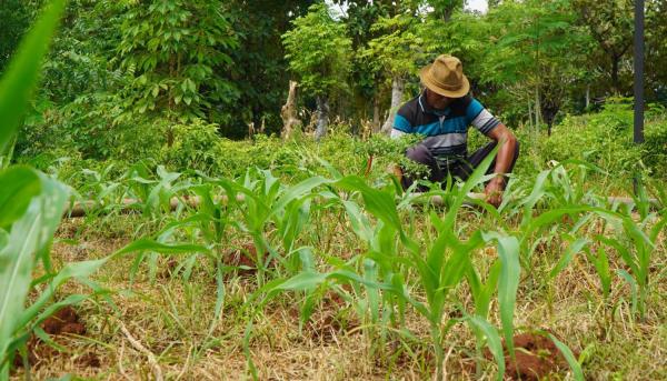 Panen Melonjak Empat Kali Lipat, Petani Desa Kapu Rasakan Manfaat Irigasi Baru