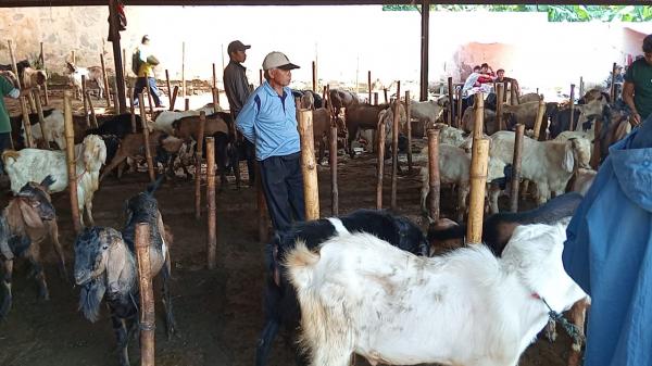 Momen Lebaran Idul Adha, Pasar Hewan di Cianjur Alami Lonjakan Pembeli Capai 400 Ekor Per Hari