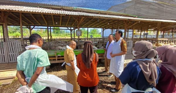 Jelang Idul Adha, Dinas Peternakan Bondowoso Intensifkan Pemeriksaan Hewan Kurban di Lapak Penjualan