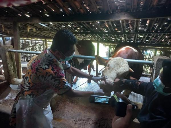 Menjelang Idul Adha 2025, Disnakkan Grobogan Lakukan Pemeriksaan Kesehatan Hewan Kurban