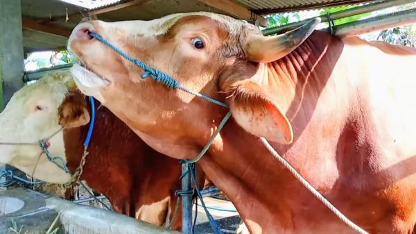 Prabowo Kurban 3 Ekor Sapi, Salah Satunya untuk Warga Bandung