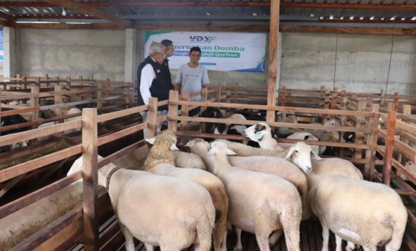 YDSF Distribusikan 35 Ton Daging Kurban ke Pelosok Nusantara dan Afrika