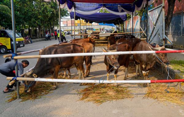 Idul Adha 1446 H, PTP Nonpetikemas Bagi Kebahagiaan Lewat Kurban 25 Sapi