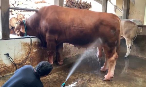 Bikin Bangga! Sapi Peternak Lebak Dipilih Prabowo Jadi Hewan Kurban Presiden