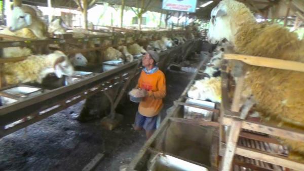 Kambing Laris Manis Jelang Kurban, Peternak di Kanor Bojonegoro Raup Omzet Fantastis