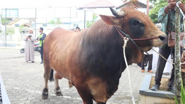 Presiden Prabowo Kurban Sapi Berbobot 960 Kilogram di Samarinda, Dibeli dari Peternak Lokal