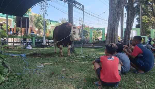 Masjid Agung Bojonegoro Terima Sapi Kurban Presiden Prabowo, Bobotnya Fantastis!