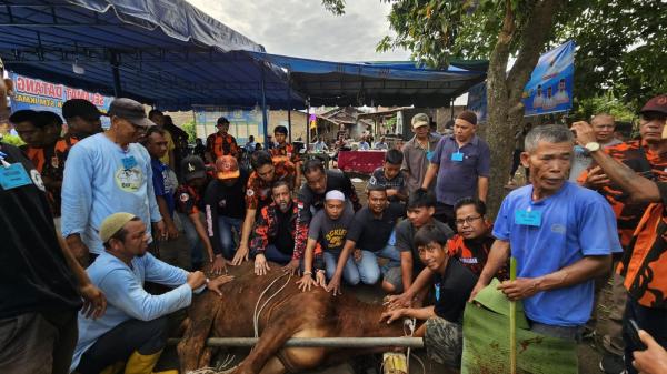 Anggota DPRD Medan Rommy Van Boy Sumbang Sapi Kurban di Sari Rejo