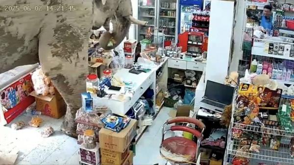 Heboh Gajah Masuk Minimarket Viral, Pilih Makanan dan Bawa Kabur Sekantong Camilan