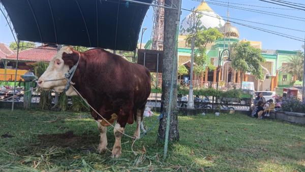 Masjid Agung Darussalam Bojonegoro Sembelih Hewan Kurban Hari Ini, Termasuk Sapi Presiden Prabowo